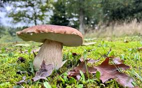 cèpe périgord vert septembre domaine du valféeric