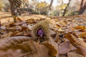 chataigne-périgord-vert-septembre